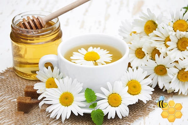 خرید بابونه گل زرد + قیمت فروش استثنایی